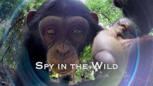Шпионы в дикой природе 5 серия. Знакомство со шпионами / Spy in the Wild (2017)