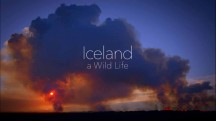 Исландия: Дикая жизнь / Natural World. Iceland a Wild Life (2015)
