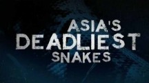 Самые опасные змеи Азии / Asia's Deadliest snakes (2010)