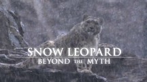 Планета Земля: Снежные леопарды / Natural World: Snow Leopards (2010)