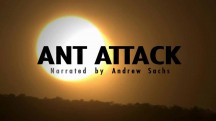 Муравьи атакуют! / Ant Attack! (2006)