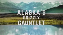 Гризли Аляски бросают вызов. Арктические солдаты / Alaska's Grizzly Gauntlet (2018)