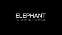 Слоны. Возвращение к природе / Elephant. Return to the Wild (2008)