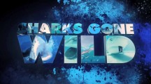 Акулы разбушевались! (2018)