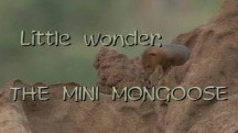 Маленькое чудо: Карликовый мангуст / Little Wonder. The Mini Mongoose (2003)