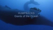 Киты-горбачи: гиганты океанов / Humpbacks Giants of the Ocean (2009)