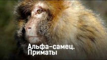 Альфа-самец. Приматы (2018)