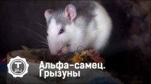 Альфа-самец. Грызуны (2018)