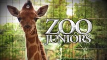 Новорожденные в зоопарке 8 серия / Zoo Juniors (2016)