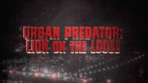 Хищник в городе: лев на свободе / Urban Predator: Lion on the Loose (2016)