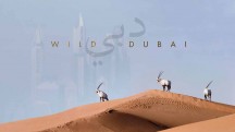 Животный мир Дубая / Wild Dubai (2018)