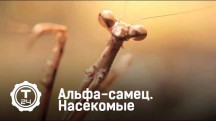 Альфа-самец. Насекомые (2018)