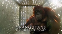 Орангутаны: спасение человекообразных приматов / Orangutans: The Great Ape Escape (2013)