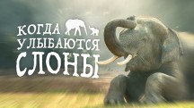 Когда улыбаются слоны (2019)