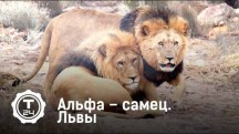 Львы. Альфа – самец (2019)