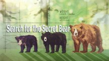В поисках таинственного зверя / Search for the Secret Bear (2018)