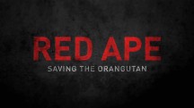 Спасти орангутана / Red Ape. Saving the Orangutan (2018)
