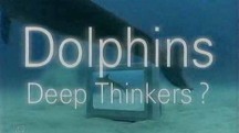 Думают ли дельфины ? / Dolphins Deep Thinkers ? (2003)