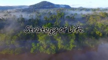 Стратегия жизни 2 серия. Тайная война. Ухаживания / Strategy of Life (2017)