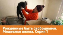 Рождённые быть свободными. Медвежья школа 1 серия (2019)