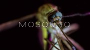 Москиты / Mosquito (2016)