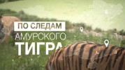 По следам амурского тигра (2019)