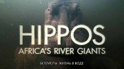 Бегемоты: жизнь в воде / Hippos: Africa's River Giants (2019)