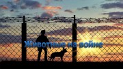 Животные на войне. с Максимом Новосёловым (03.04.2020)