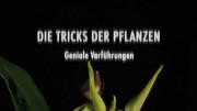 Тёмная сторона растений 2 серия. Орхидеи. Гениальные соблазны. Секс и обман / Die Tricks der Pflanzen (2013)