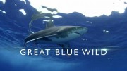 Великие океаны 3 сезон 01 серия. Секреты Манты (Дикий берег Южной Африки) / Great Blue Wild (2018)