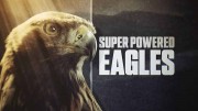 Могучие орлы / Super Powered Eagles (2020)