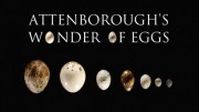Чудо-яйца с Дэвидом Эттенборо / Attenborough's Wonder of Eggs (2020)