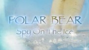 Белый медведь: Шпион во льдах / Polar Bears: Spy on the Ice (2011)