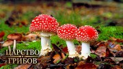 Мухоморы. Царство грибов (2020)