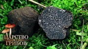 Черный трюфель. Царство грибов (2020)