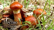 Маслята. Царство грибов (2020)