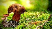 Весенние грибы. Царство грибов (2020)