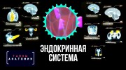 Эндокринная система. Тайны анатомии (2020)