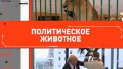 Политическое животное (28.10.2020)