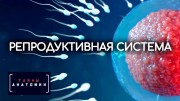 Репродуктивная система. Тайны анатомии (2020)