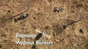 Слоны - долгая дорога домой / Elephants Without Borders (2009)