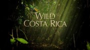 Дикая Коста-Рика / Wild Costa Rica (2015)