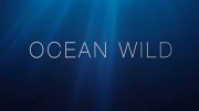 Дикий мир океана 3 серия. Япония / Ocean Wild (2020)