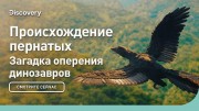 Происхождение пернатых. Загадка оперения динозавров
