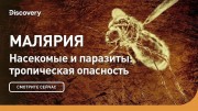 Малярия. Насекомые и паразиты: тропическая опасность