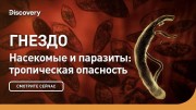 Гнездо. Насекомые и паразиты: тропическая опасность