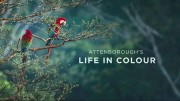 Жизнь в цвете с Дэвидом Аттенборо 2 серия / Life in Colour (2021)