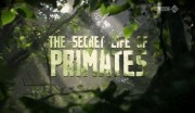 Тайная жизнь приматов (1-4 серии из 4) / The Secret Life of Primates - Among the Apes (2009)