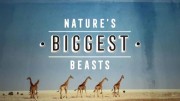 Живой мир. Крупнейшие звери природы / Natural World. Nature's Biggest Beasts (2018)