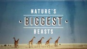 Живой мир. Крупнейшие звери природы / Natural World. Nature's Biggest Beasts (2018)
